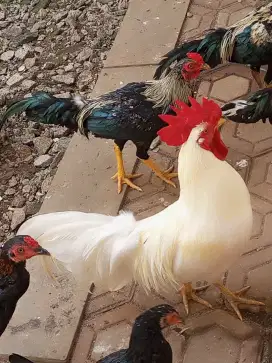 Ayam Jantan Putih Bersih