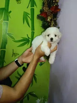 Dijual bichon frise jantan betina