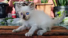 Kucing persia kitten