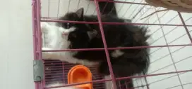 Kucing Persia Jantan 6 bulan