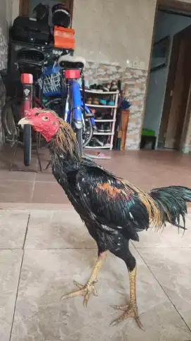 Ayam bangkok Wido