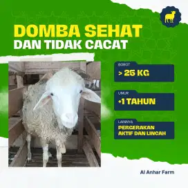 Domba jantan buat aqiqah