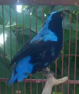 Seekor burung parkit cantik