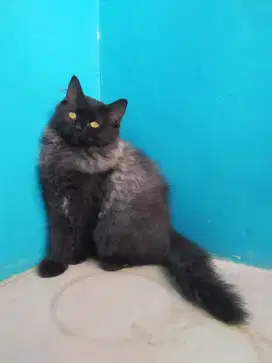 Kucing kitten persia longhair betina