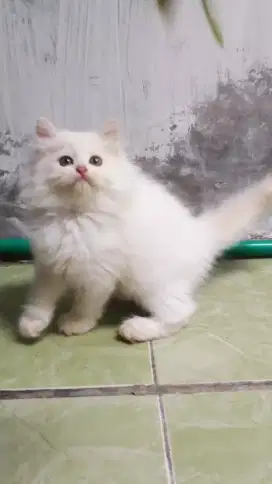 Kitten Persia longhair bulu kapas