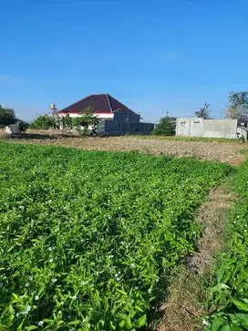 Tanah sawah dekat jalan raya & rmh sakit walisongo