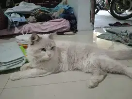 Ragdoll jantan 9 bulan