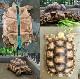 KURA KURA SULCATA / SULCATA TORTOISE