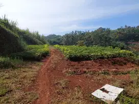 Tanah kebun pinggir jln propinsi lt 1,9 ha, harga 1,7 jt/ tumbak