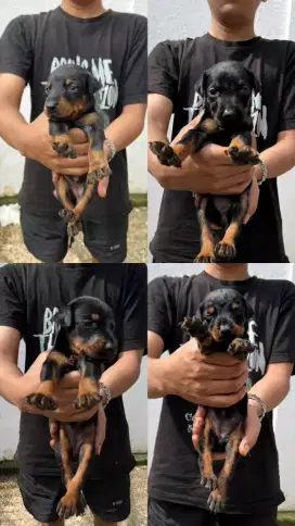 Rottweiler puppies jantan dan betina