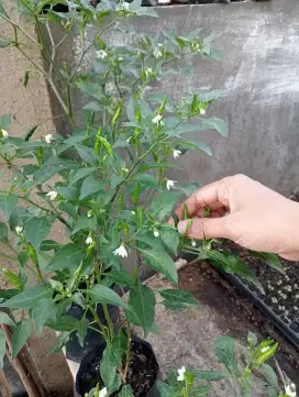 Pohon cabe rawit berbuah