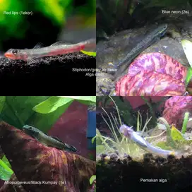 Ikan air tawar Goby Stiphodon alga eater