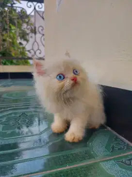 Kitten Persia Flatnose Blue Eyes