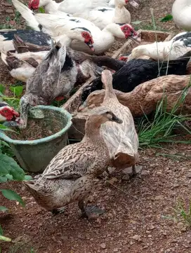 Bebek petelur produksi aktif