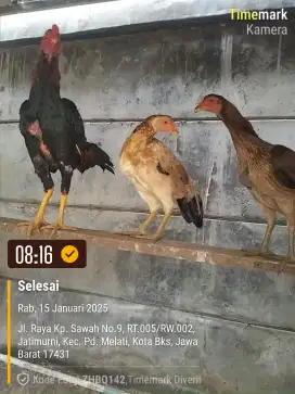 Ayam Bangkok besar