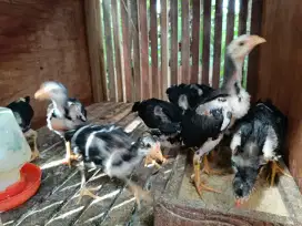 Anak Ayam bangkok