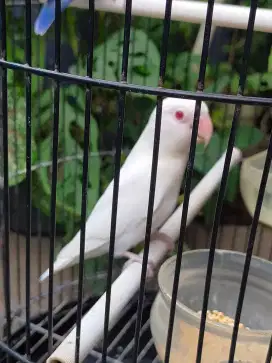 Love Bird Albino