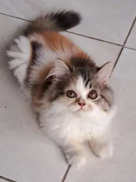 Kucing Persia FlatNose Umur 3.5bulan