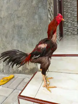 Ayam Bangkok di jual