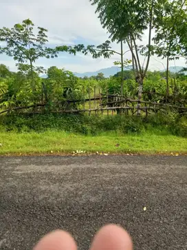 TANAH KEBUN BUAH NAGA LUAS 84 ARE DI LELATENG JEMBRANA