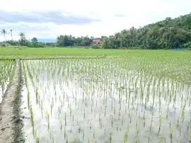 Tanah Cocok Untuk Pabrik / Gudang, 5000 m, Jatiluhur, Pwk.