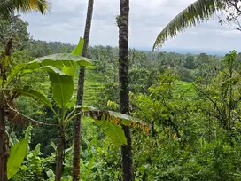 DIJUAL TANAH KEBUN  view sawah terasering di penebel tabanan bali