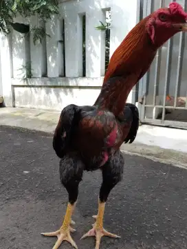 Ayam Bangkok klasik