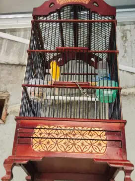 Burung Kenari Loper Berasa AF Full Sett