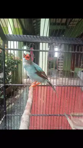 Burung Jovin sudah Rajin Bunyi