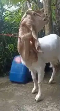 2 ekor indukan kambing etawa bunting laktasi 1 ras senduro siap ternak