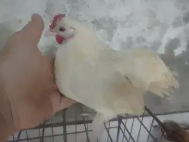 Ayam Kate Betina Kecil Unik, Kaki berbulu..