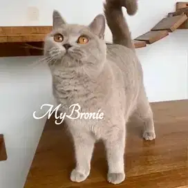 Kucing British Shorthair betina 1 tahun Ped WCF