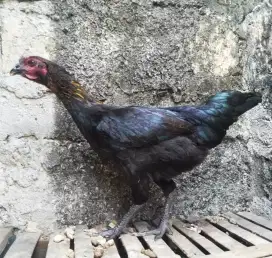 AYAM KAMPUNG BETINA