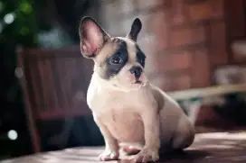 French bulldog puppy jantan