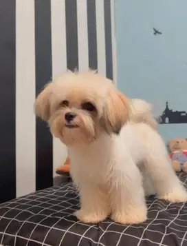 Adopt Anjing Shihtzu Jantan