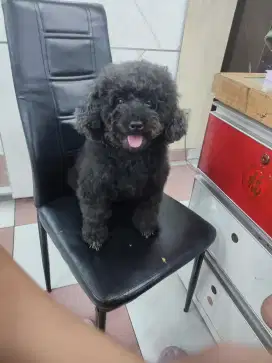 Open adopt poodle betina hitam