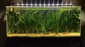 Tanaman Aquascape Vallisneria