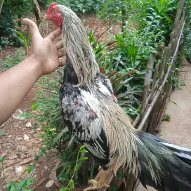 Ayam Bangkok, ayam pama, ayam kampung