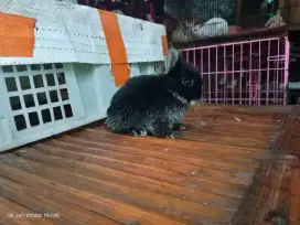 Kelinci jenis kecil mini Netherland dwarf