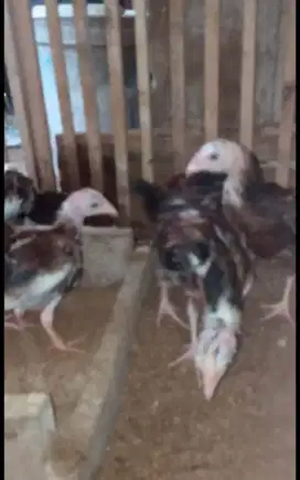 Di jual 5 ekor anak ayam kampung muda