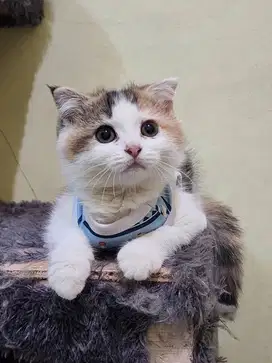 Kitten persia mix scottish fold