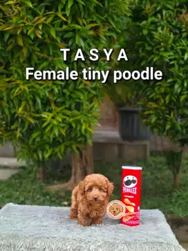 Cute Tiny Red Toy Poodle Betina Kaki Pendek