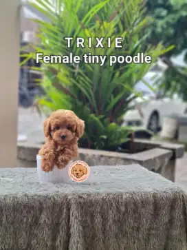 Cute Tiny Poodle Betina Kaki Pendek