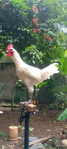 Ayam ketawa muda durasi sambung