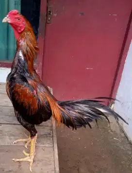 Ayam Bangkok, birma, pakoy