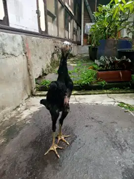 Ayam shamo eropa