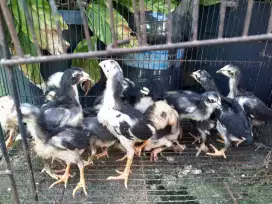 Jual cpt 15 anak ayam bangkok turunan bagus/ besar