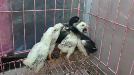 Jual cepat 8 anak ayam bangkok  bulan