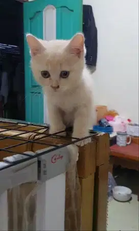 Kucing Kitten jantan cream 3 bulan (parents bsh x scottish)