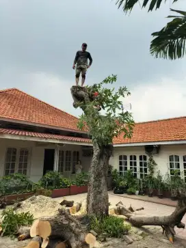 Jasa potong pohon surabaya sekitarya